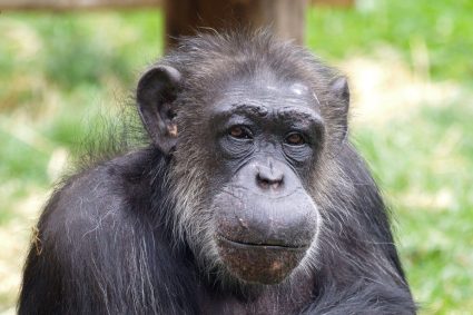 Scientists tell life story of ‘beloved’ tea-drinking celebrity chimp